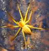 Dolomedes sp.